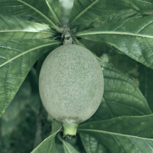Jagua Tree